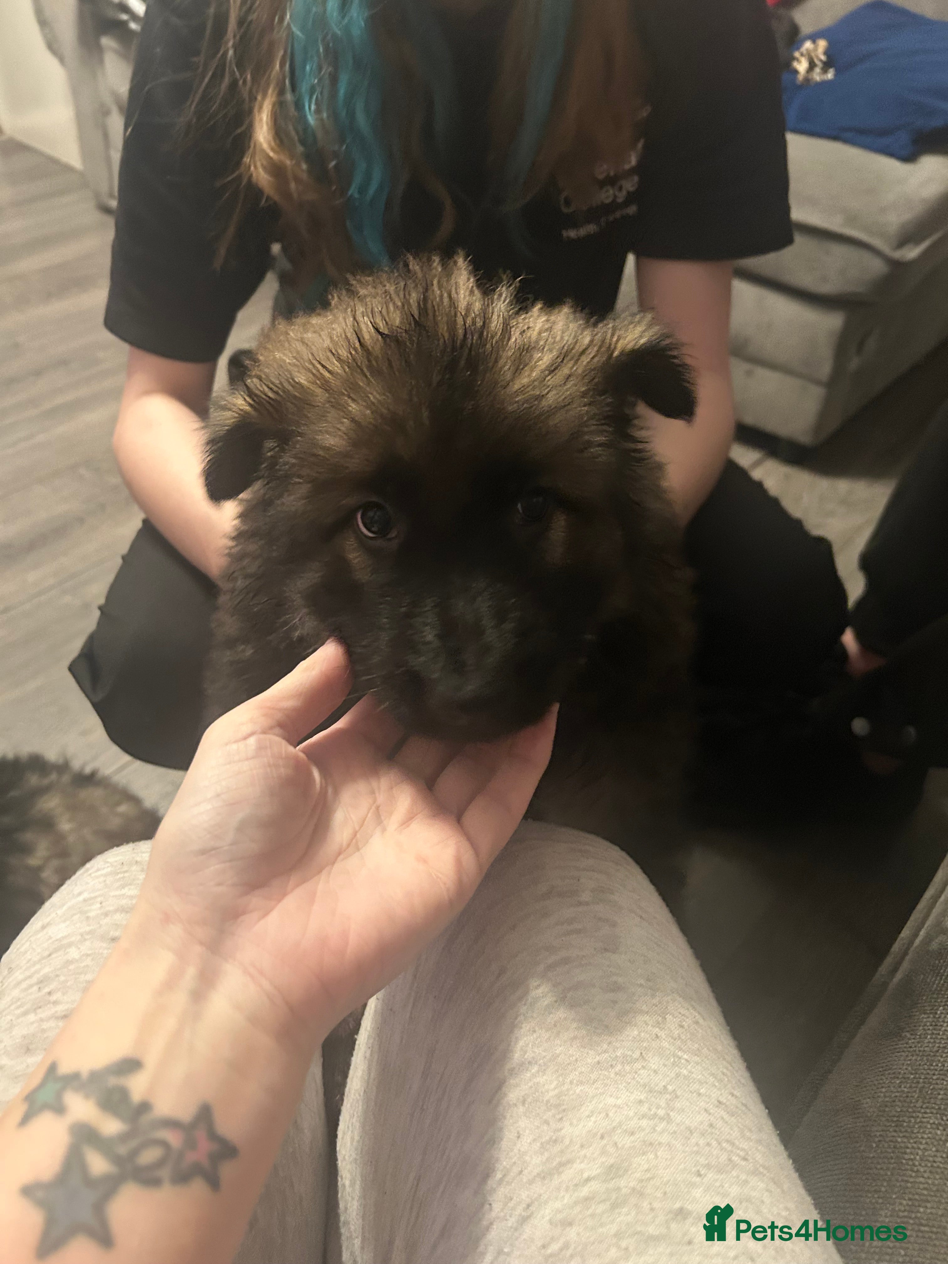 German Shepherd dogs 1 female fluffy pup - Advert 1