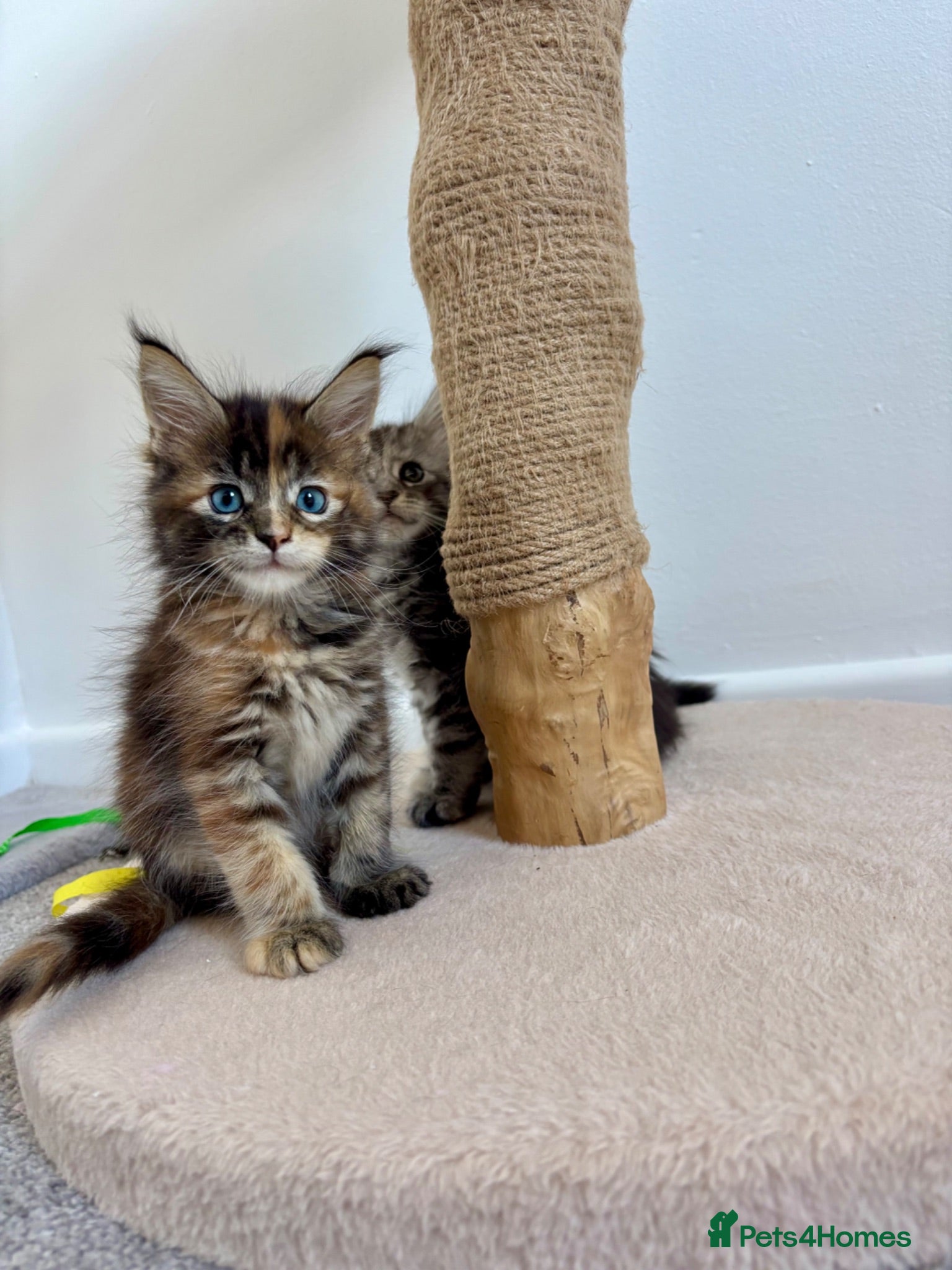 Maine Coon cats TICA Maine coon for sale - Advert 4