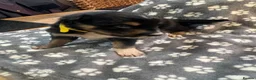 Mixed Breed dogs for sale: Border Collie x Kelpie Puppies in Caernarfon - Advert 16
