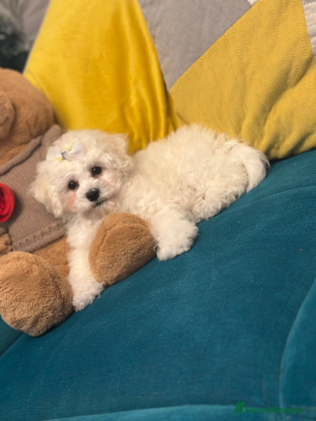 Bichon Frise dogs for sale: ✨ Bichon Frisé Puppies from Champion Bloodlines ✨ - Advert 9