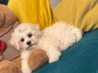 Bichon Frise dogs ✨ Bichon Frisé Puppies from Champion Bloodlines ✨ - Advert 2