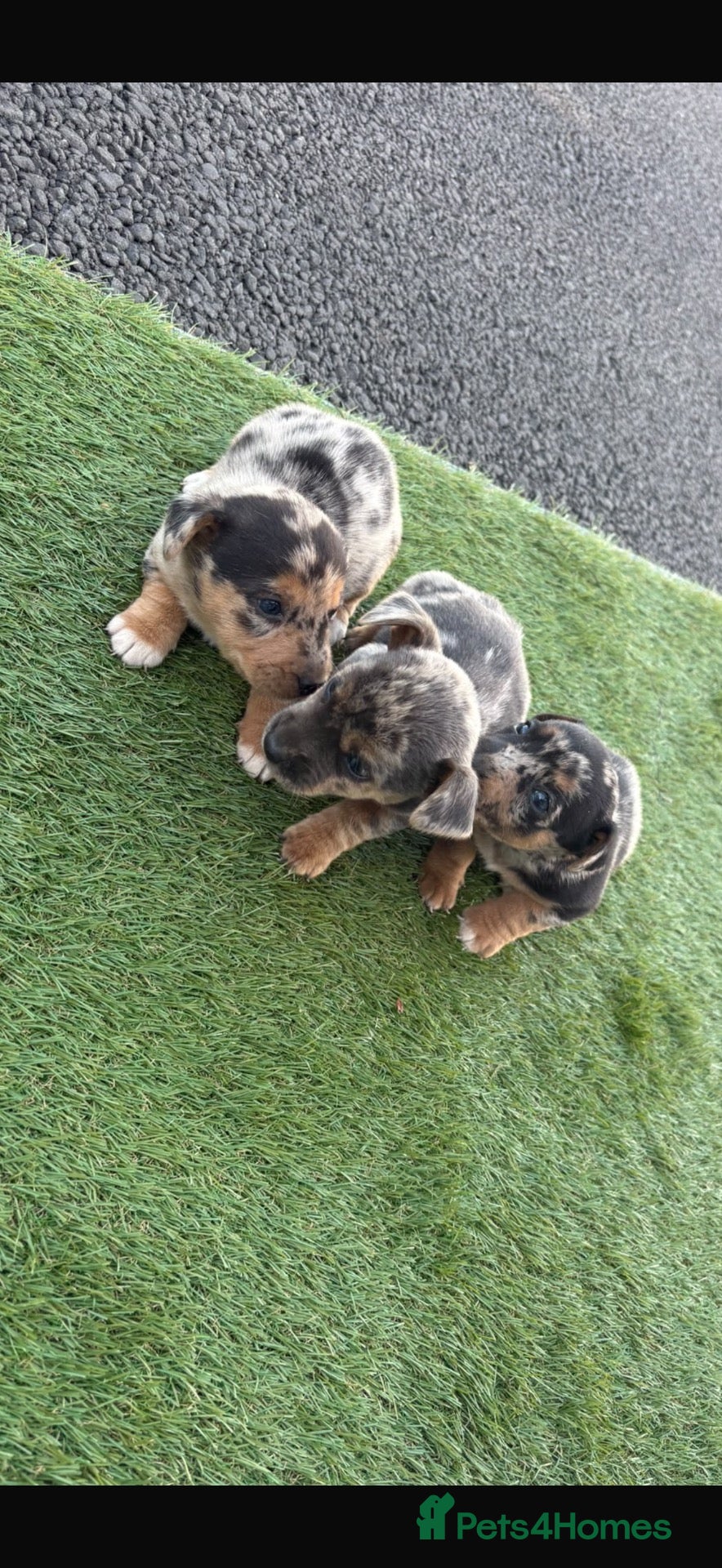Jackshund dogs Jackshund puppys - Advert 2