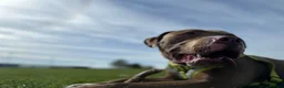 Mixed Breed dogs for sale: Bowen- Staffy x Lab - Advert 1