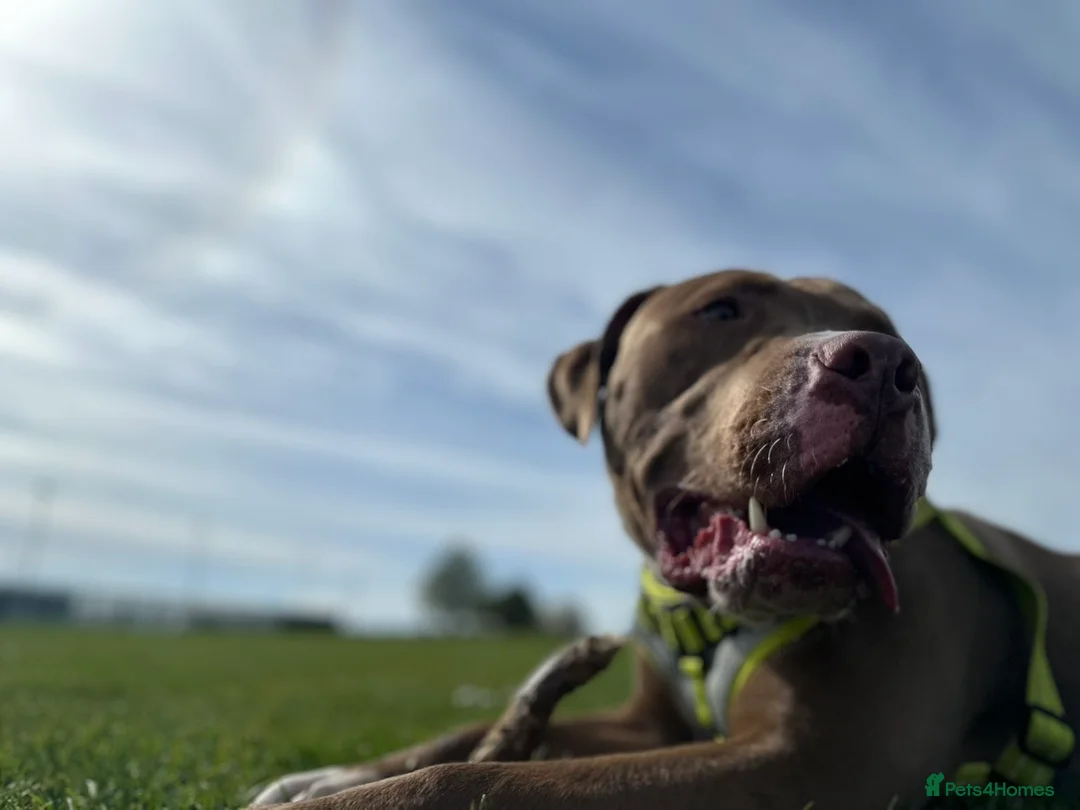 Mixed Breed dogs for sale: Bowen- Staffy x Lab - Advert 1