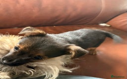 Mixed Breed dogs for sale: Tiny and beautiful  - Image 11