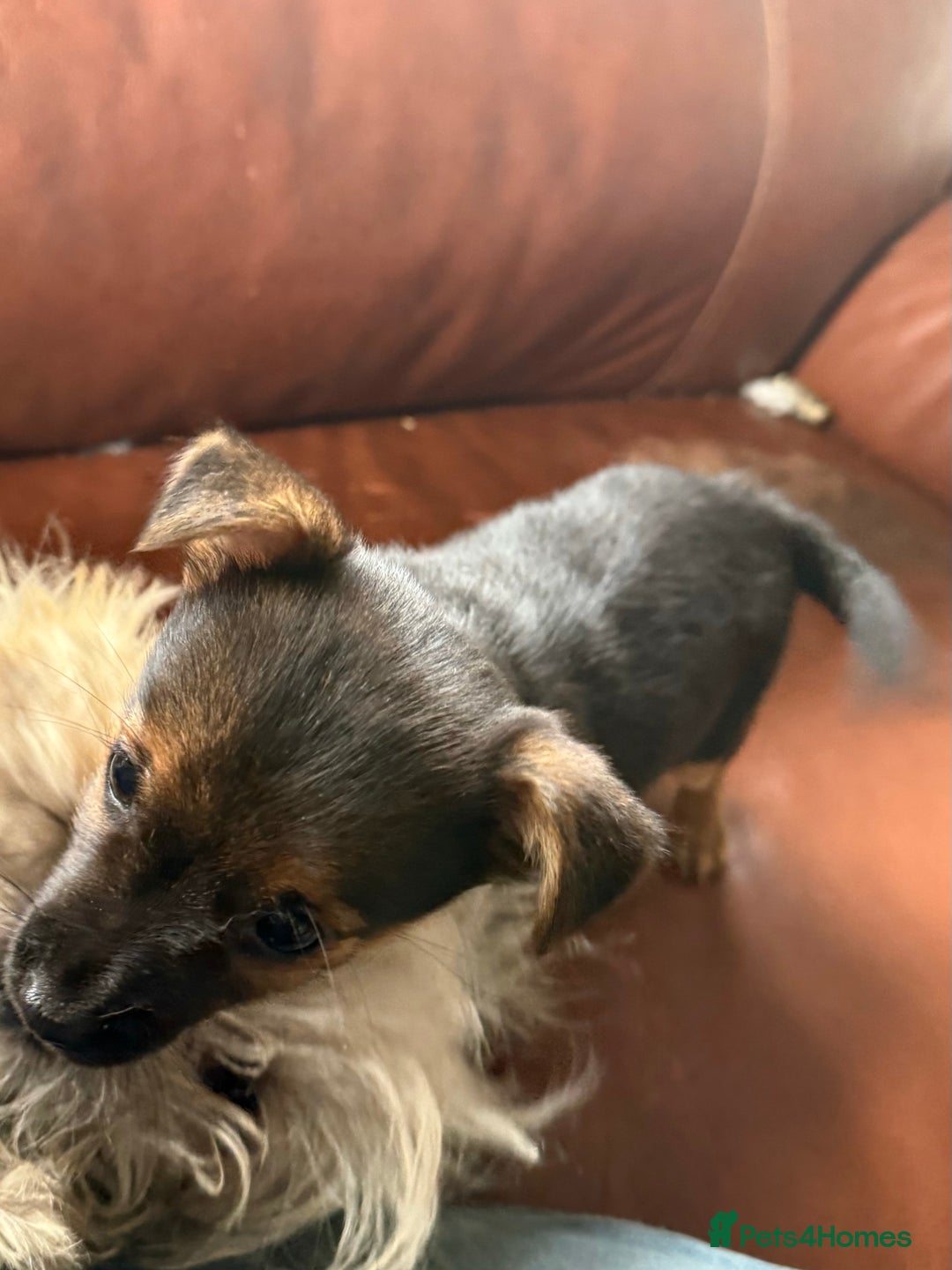 Mixed Breed dogs for sale: Tiny and beautiful  - Image 11