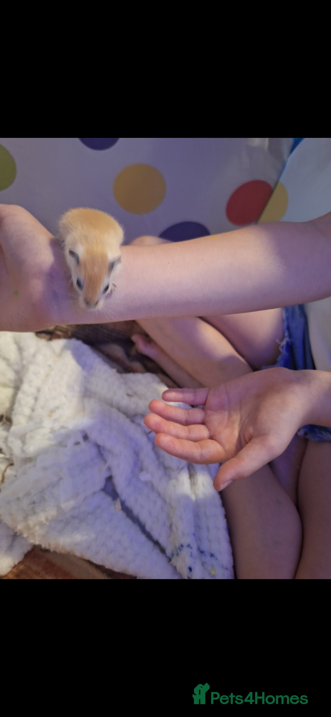 Gerbil rodents for sale: 4 baby gerbils 7 weeks old - Image 5