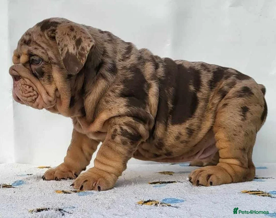 English Bulldog dogs for stud: Mr. Emperor 🍫 - Advert 6