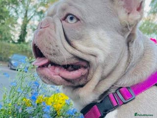 French Bulldog dogs New Shade Isabella Pied French Bulldog Stud Proven in Gunnislake - Advert 1