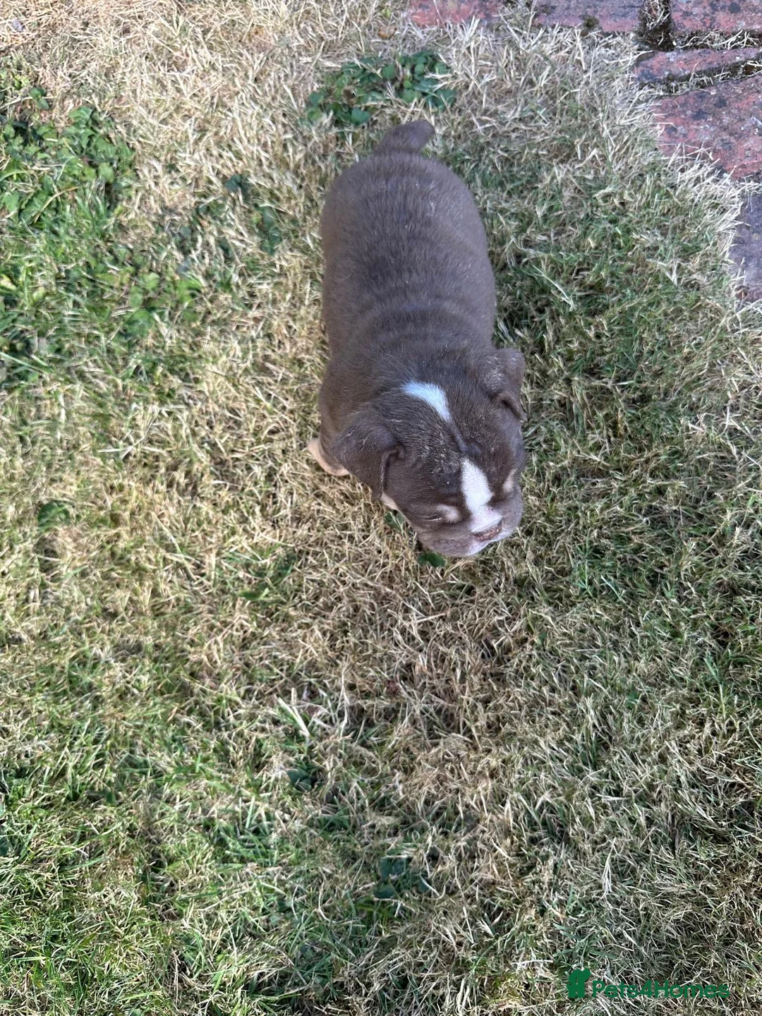 English Bulldog dogs for sale: Beautiful English Bulldog Bitch Puppy  - Advert 20