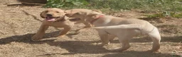 Labrador Retriever dogs for sale: Farm Reared Fox Red & Cream Labradors - Advert 14