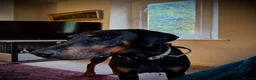 Dobermann dogs for sale:   Kobie  3-Year-Old Gentle Giant - Advert 3