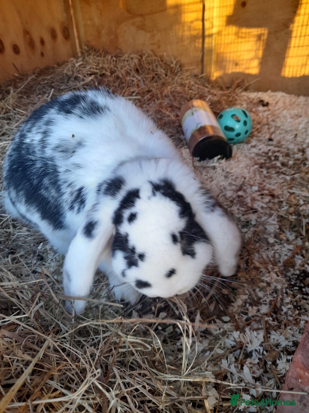 French Lop rabbits for sale: Beautiful  French Lops  (BRC) - Advert 2