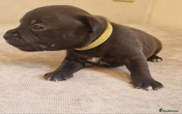 Staffordshire Bull Terrier dogs for sale: Staffordshire Bull Terrier Pups - Image 5
