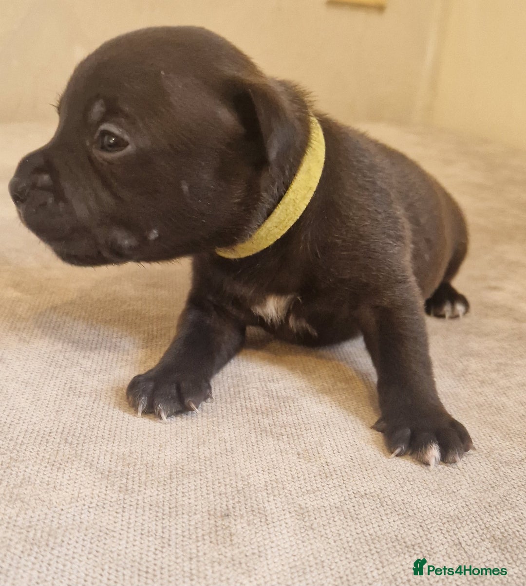 Staffordshire Bull Terrier dogs for sale: Staffordshire Bull Terrier Pups - Image 5