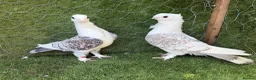 Pigeons birds for sale: Top Quality Strong Breeding Pair – Vaccinated - Advert 7