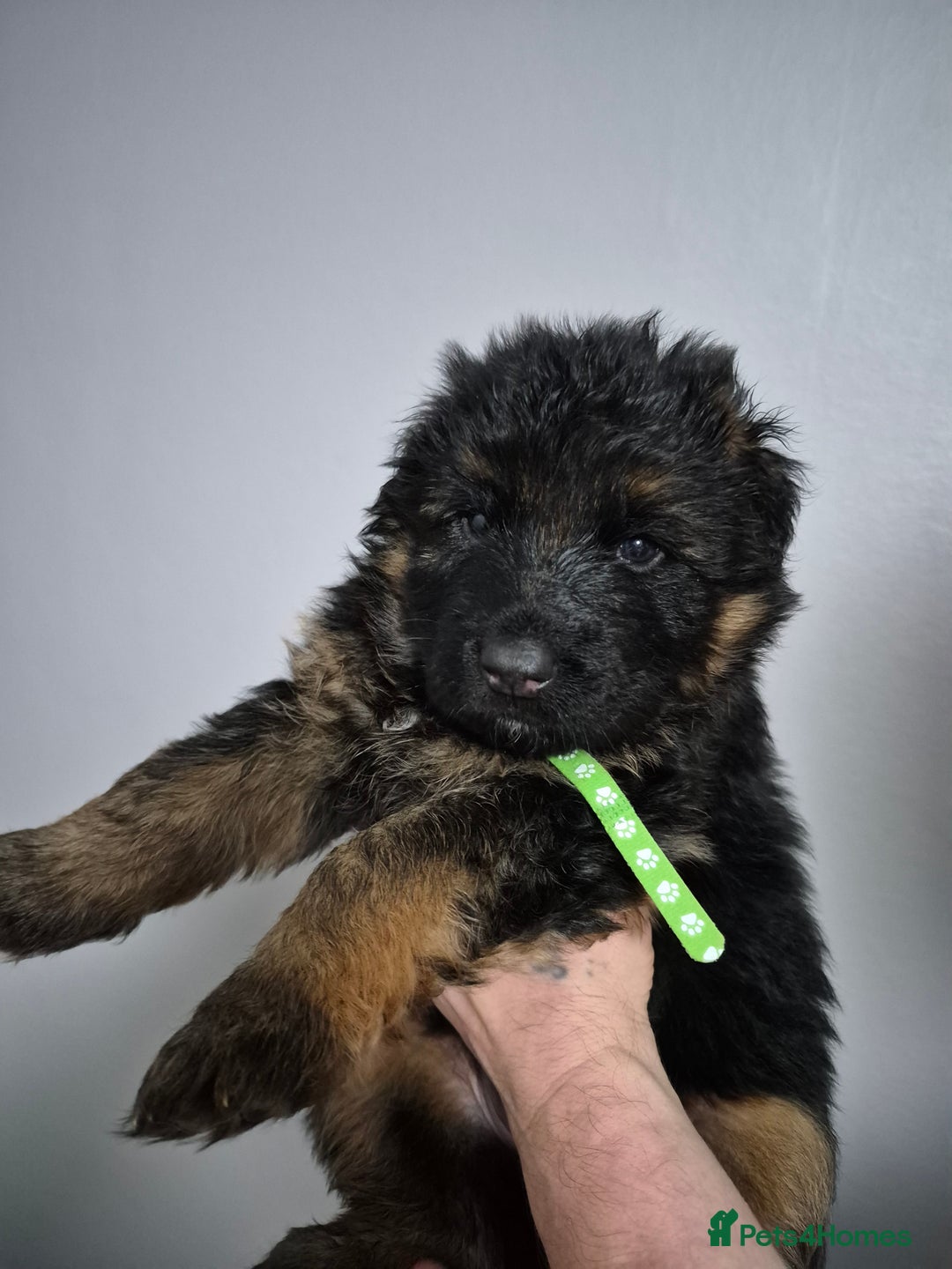 German Shepherd dogs for sale: German Shepherd  - Advert 8