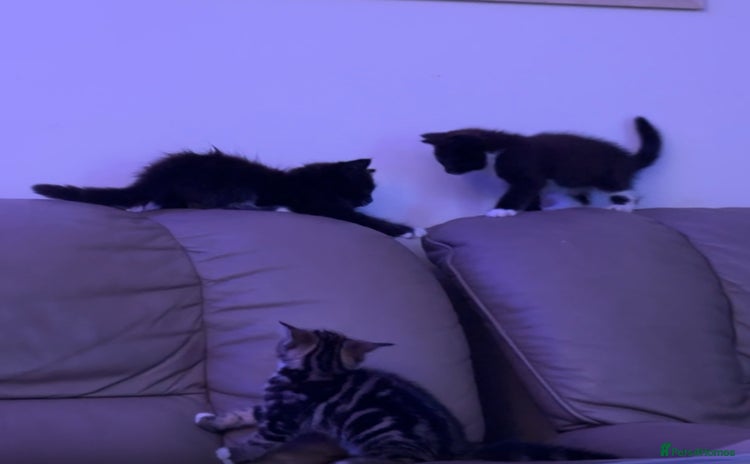 European cats - Advert 1