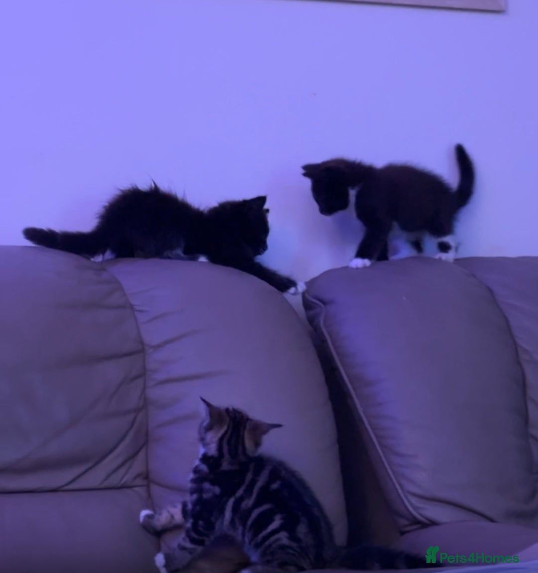 European cats for sale: 3 kittens for sale  - Image 1