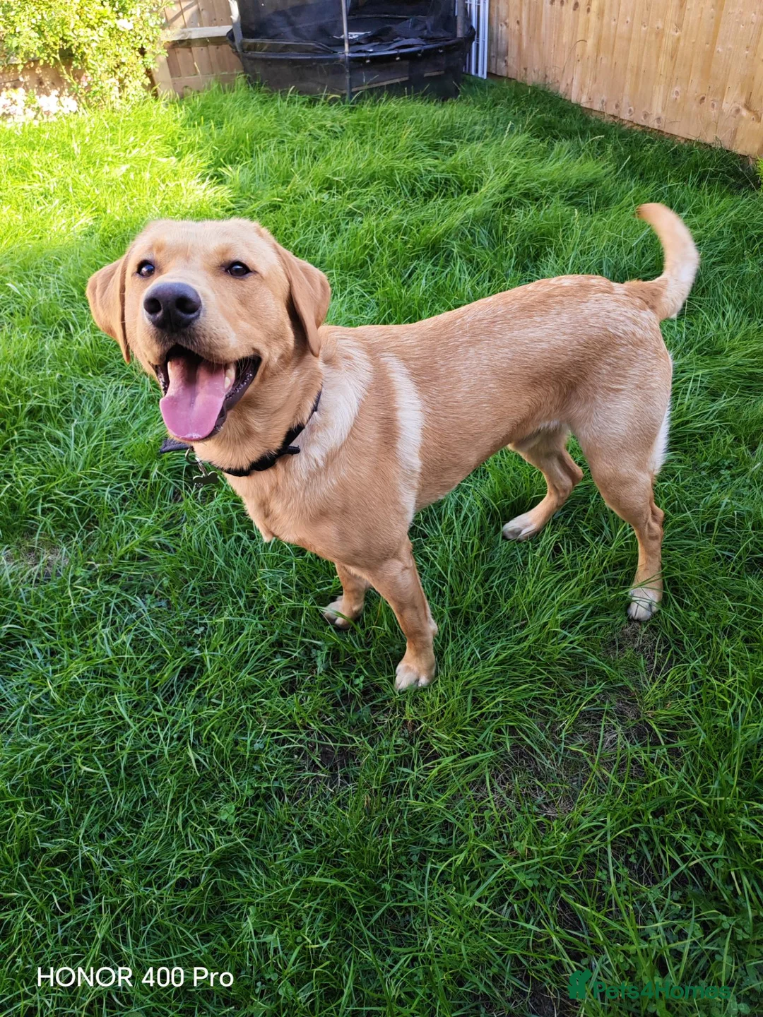 Labrador Retriever dogs for stud: Handsome Stud Boy Max🩵 - Advert 1