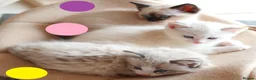 Mixed Breed cats for sale: 3 Siamese and Ragdoll mixed kittens - Advert 20