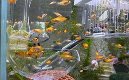 Platies fish for sale: Small platys for sale £1 each in Bromley - Image 2