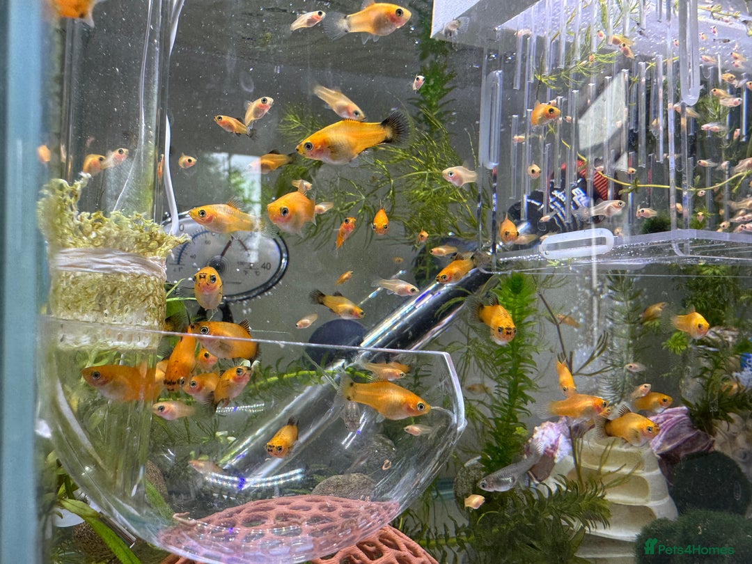 Platies fish for sale: Small platys for sale £1 each in Bromley - Image 2