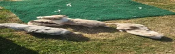 Border Collie dogs for sale: Beautiful Border Collies For Sale - Advert 14