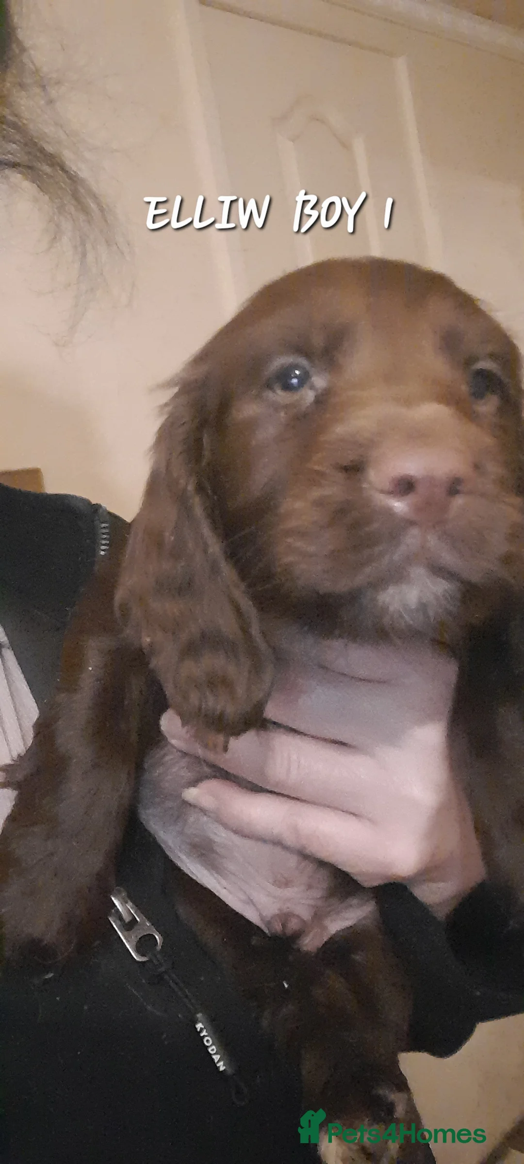 Sprocker dogs for sale: Beautiful Sprocker Litter - Advert 3