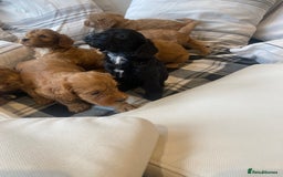 Mixed Breed dogs for sale: F1B Cockapoo puppies - Image 7