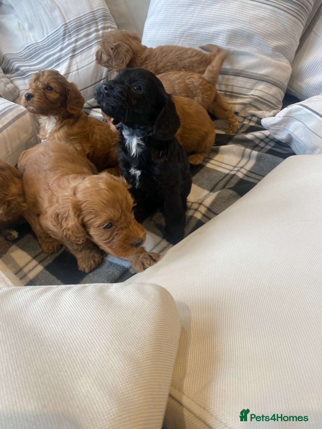 Mixed Breed dogs for sale: F1B Cockapoo puppies - Image 7