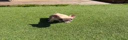 French Bulldog dogs for sale: French bulldog puppies 🐶  in Durham - Advert 4