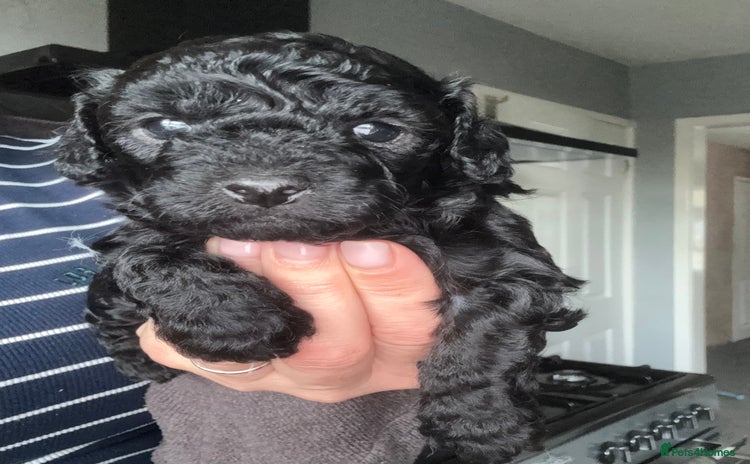 Shihpoo dogs - Advert 3