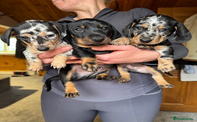 Miniature Dachshund dogs - Advert 6