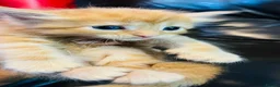 Mixed Breed cats for sale: Mainecoon cross - Advert 9