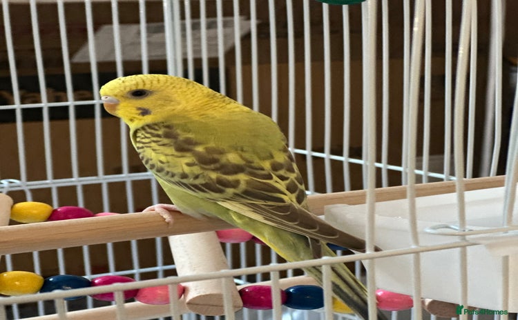 Budgerigars birds - Advert 9