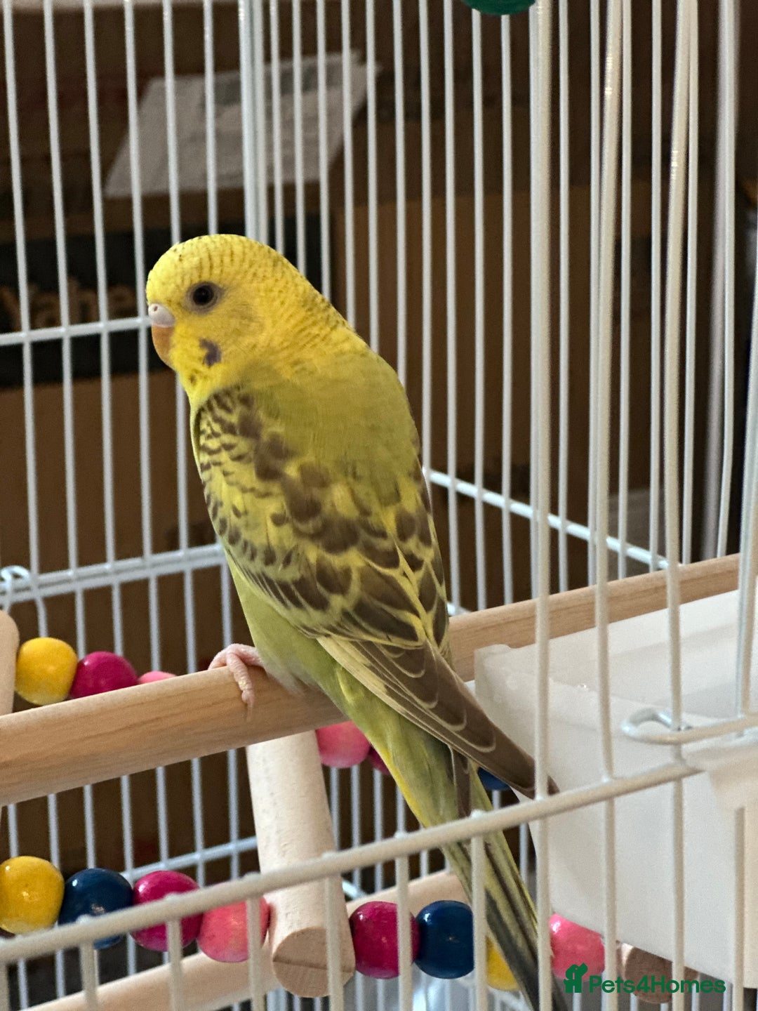 Budgerigars birds for sale: Budgie - Image 1
