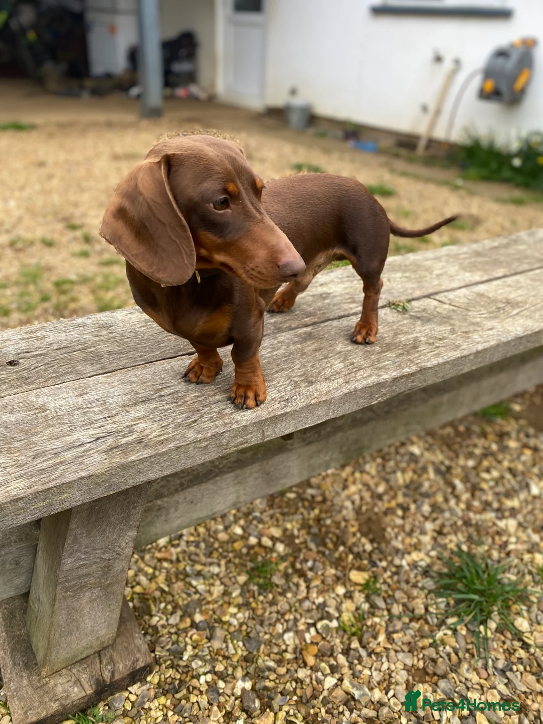 Miniature Dachshund dogs for stud: Kc, pra clear Miniature smooth dachshund. in King's Lynn - Advert 2