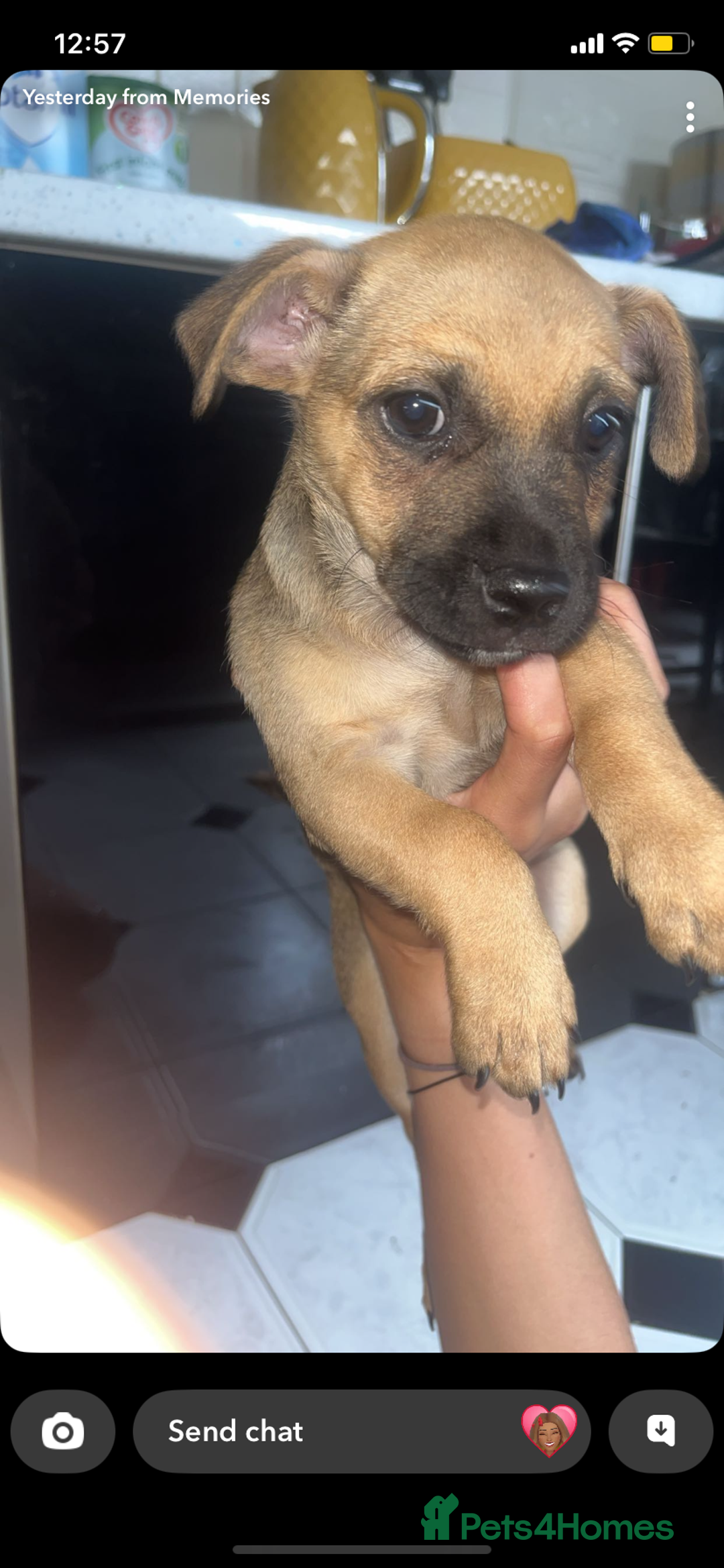 Jug dogs for sale: Lovely little bundle of joy  - Image 3