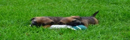 Border Terrier dogs for sale: Border Terrier Puppies - Advert 11