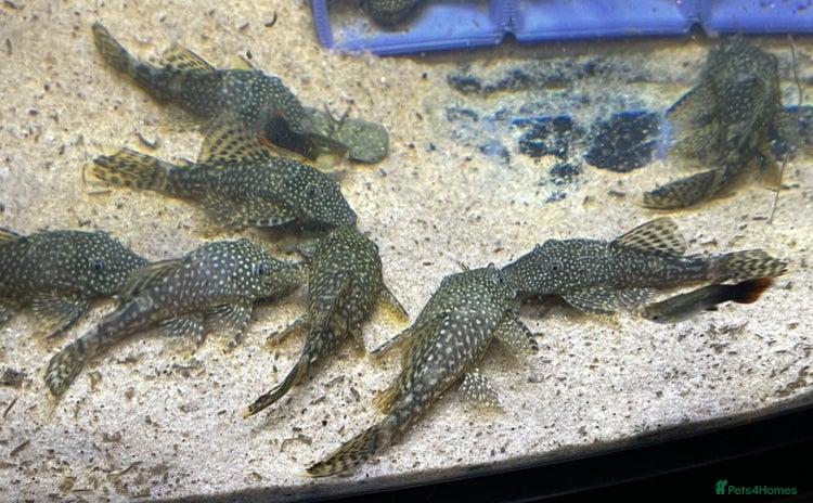 Plecos fish - Advert 4