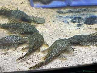 Plecos fish - Advert 18