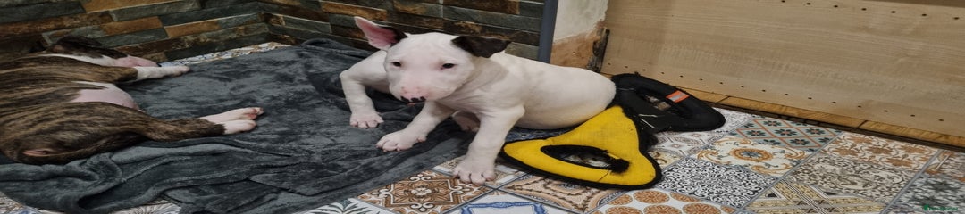 English Bull Terrier Puppy 3