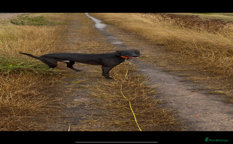 Lurcher dogs - Advert 1