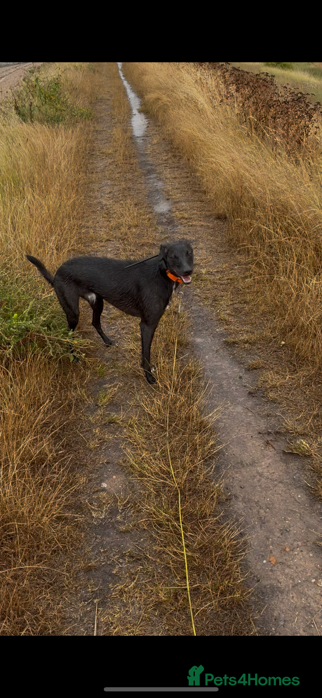 Lurcher dogs for stud: Whippet grey x beddy whippet grey - Image 1