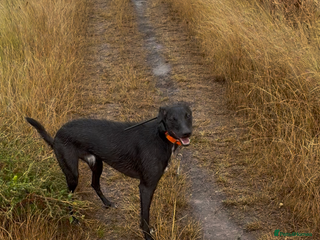 Lurcher dogs - Advert 1
