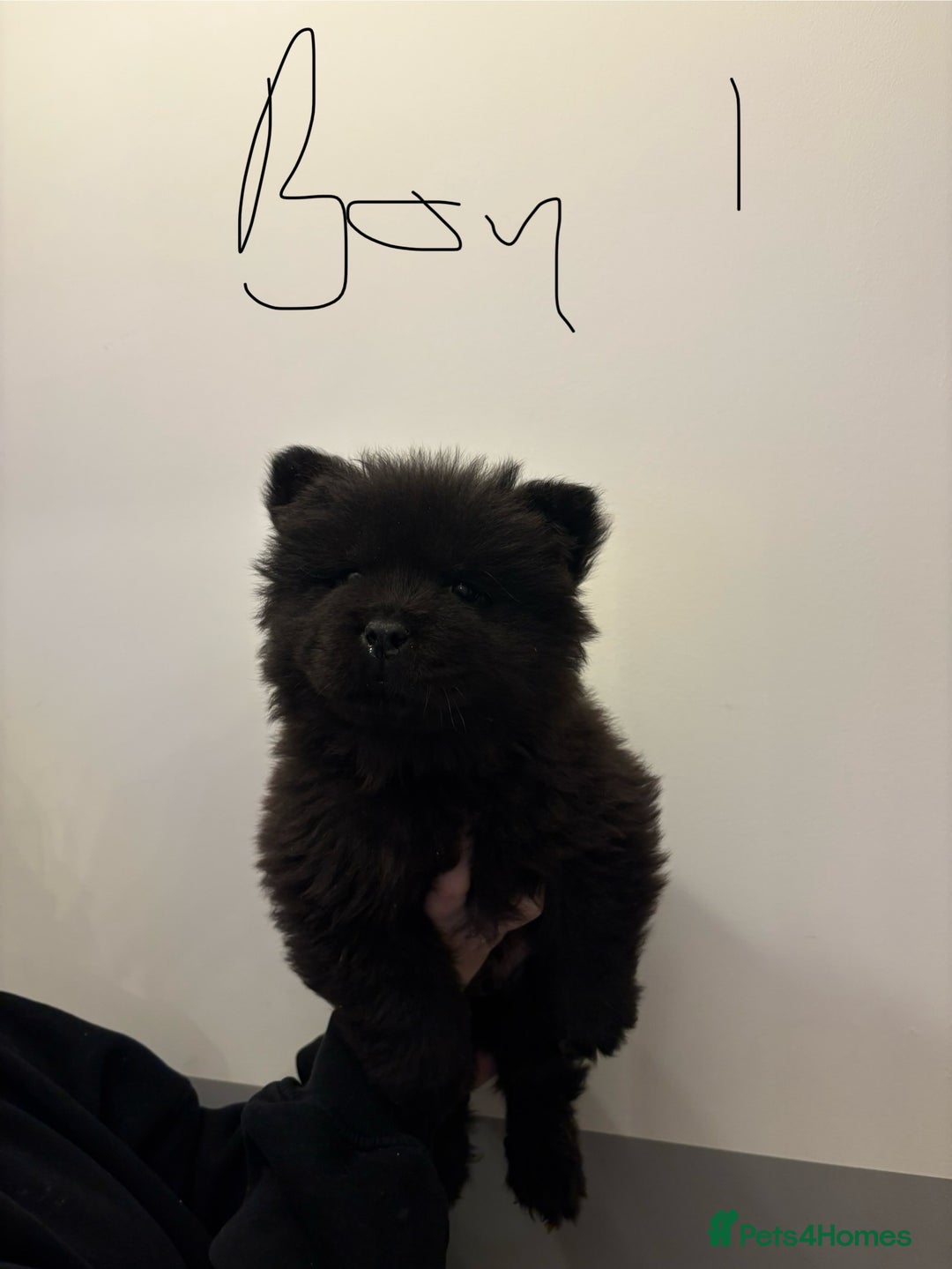 Chow Chow dogs for sale:  🐾 Exclusive Chow Chow Puppies  - Advert 6