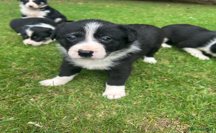 Border Collie dogs - Advert 2