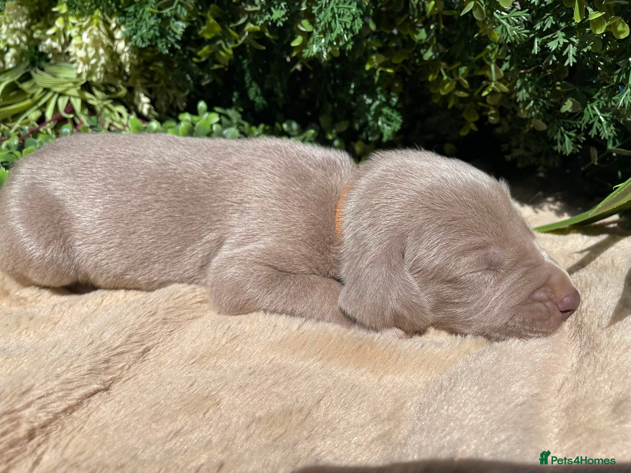 Weimaraner dogs ✨ KC Weimaraner Puppies — Champion Bloodlines ✨ - Advert 2