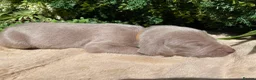 Weimaraner dogs for sale: ✨ KC Weimaraner Puppies — Champion Bloodlines ✨ - Advert 2
